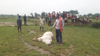 सिरुम गांव में बिजली विभाग की लापरवाही से बैल की मौत, ग्रामीणों में आक्रोश