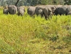 हाथियों का आतंक जारी, 9 गांवों के 54 किसानों की फसल चौपट, प्रशासन अलर्ट मोड पर