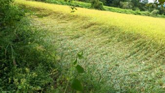 बंगाल की खाड़ी में उठा चक्रवात ‘मोंथा’ ने जादूगोड़ा _ नरवापहाड़ में में बरपाया कहर, दर्जनों किसानों के सैकड़ों एकड़ खेत में लगी खड़ी फसल पानी में डूबी