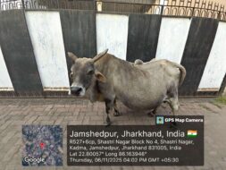 भटके हुए सांडों पर जेएनएसी का सर्वेक्षण अभियान, 80 सांडों की हुई पहचान
