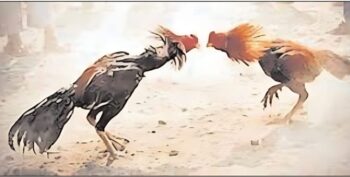 मुर्गा पाड़ा में गोलियों की तड़तड़ाहट, कुख्यात अपराधी विजय तिर्की की हत्या तीन अज्ञात हमलावरों ने सिर और कंधे में मारी गोली, इलाके में दहशत