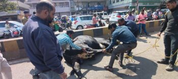 काशीडीह रामलीला मैदान के पास आवारा सांडों पर कार्रवाई, दो पकड़े गए