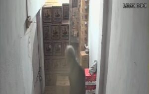 मुर्गा दुकान में अज्ञात चोरों ने किया हाथ साफ सीसीटीवी में दिखा चोर