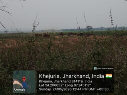 मायुराक्षी नदी से दिन-रात अवैध बालू खनन, सरकार को लाखों के राजस्व नुकसान की आशंका