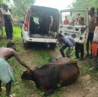 स्कॉर्पियो दुर्घटनाग्रस्त होने पर खुली गोवंश तस्करी की पोल, दो मवेशी बरामद