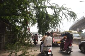 मानगो स्वर्णरेखा पुल पर टूटी पेड़ की टहनी बनी खतरा, राहगीरों को हो रही परेशानी