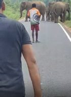 चाकुलिया में मुख्य सड़क पर पहुंचे चार हाथी, मची अफरा-तफरी, कुछ देर बाधित रहा आवागमन