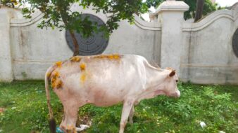 सड़क पर पशुओं का जमावड़ा बना मुसीबत, अज्ञात वाहन की चपेट में आकर गाय घायल पशुओं का जमावड़ा