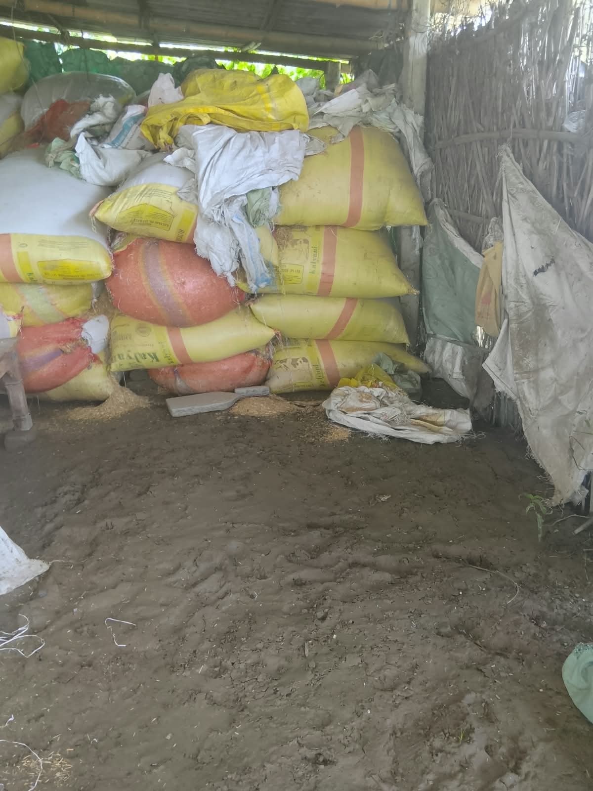 बाढ़ में पशुपालकों के सामने चारा और आशियाने का संकट