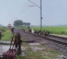 प्रतापगढ़ में ट्रेन हादसा: रेलवे ट्रैक पर चर रही 30-35 बकरियां पल भर में रौंदी गईं, परिवार की आजीविका उजड़ गई