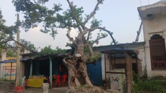गिरे पेड़ों को दो माह बाद भी नहीं हटाया, हादसे का इंतजार कर रहा वन विभाग