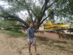 उत्क्रमित मध्य विद्यालय मेघौल कन्या परिसर में पीपल की टहनी गिरी, बाल-बाल बचे शिक्षक व छात्र-छात्राएं